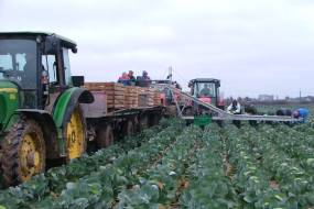 TRASPORTATORI DI VERDURE
