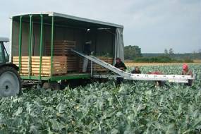 TRASPORTATORI DI VERDURE