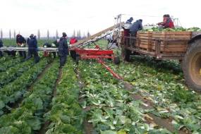TRASPORTATORI DI VERDURE