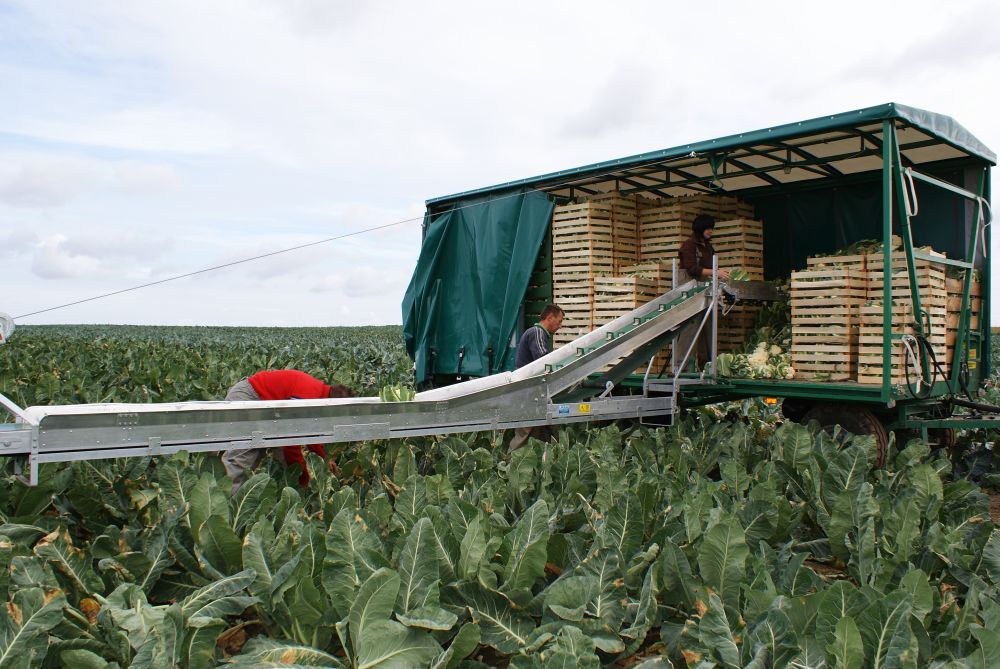 TRASPORTATORI DI VERDURE